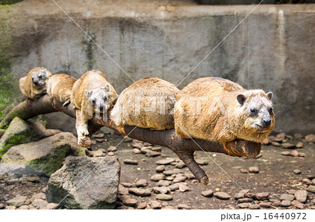 富士サファリパーク｜ケープハイラックス 16440972