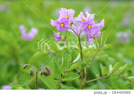 ジャイモの花 ジャガイモの花畑 アンデスレッド ジャイモの花 ジャガイモの花畑 アンデスレッド 16440990