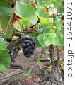 赤ワイン用ぶどう 16441071