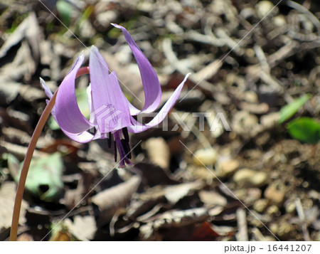 カタクリ 16441207