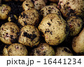 じゃがいも 16441234