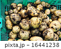 じゃがいも 16441238