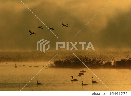 伊豆沼の朝 16441275