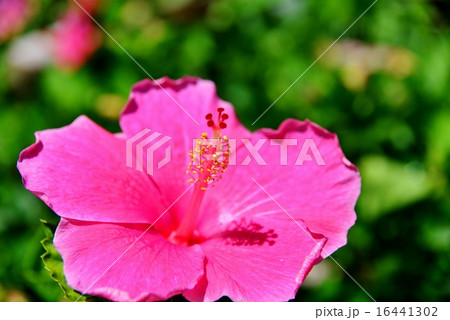 ハワイの休日 16441302