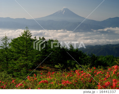 レンゲつつじ咲く甘利山 レンゲつつじ咲く甘利山 16441337