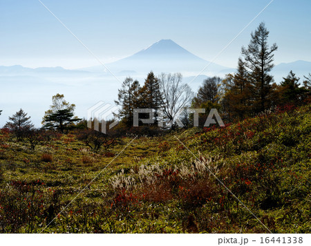 甘利山の富士 甘利山の富士 16441338