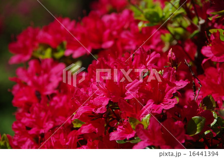 安中フラワーパークのつつじ 16441394