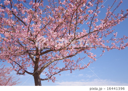 伊勢崎市いせさき市民のもり公園の河津さくら 伊勢崎市いせさき市民のもり公園の河津さくら 16441396
