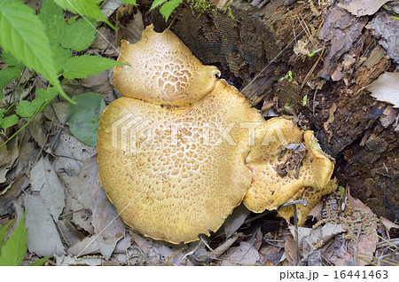 マツオウジ マツオウジ 16441463