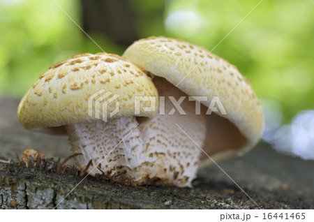 マツオウジ マツオウジ 16441465