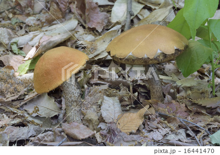 キンチャヤマイグチ 16441470