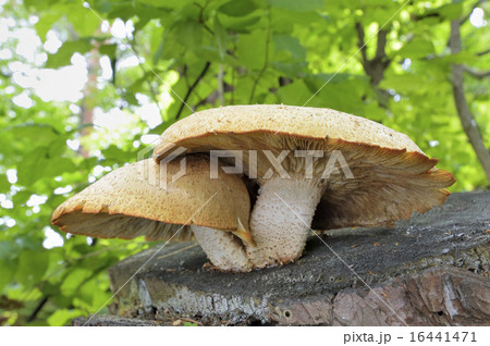 マツオウジ 16441471