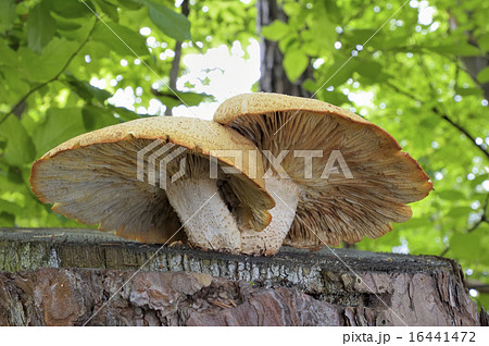 マツオウジ マツオウジ 16441472