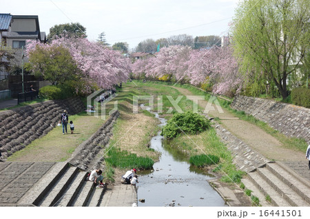 東京都小金井市の野川の桜(小金井新橋にて) 東京都小金井市の野川の桜(小金井新橋にて) 16441501