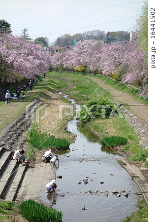 東京都小金井市の野川の桜(小金井新橋にて) 東京都小金井市の野川の桜(小金井新橋にて) 16441502