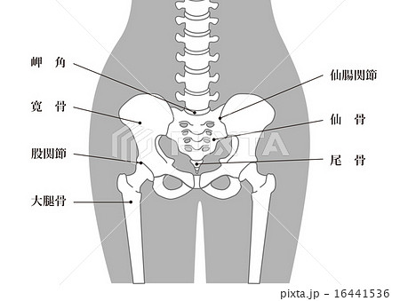 人体骨格 腰部 グレー 説明ありのイラスト素材