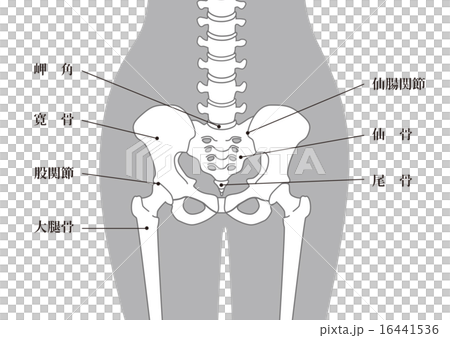人体骨格_腰部_グレー_説明あり 16441536