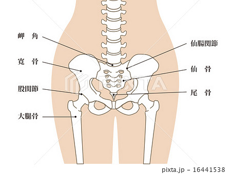 人体骨格 腰部 肌色 説明ありのイラスト素材