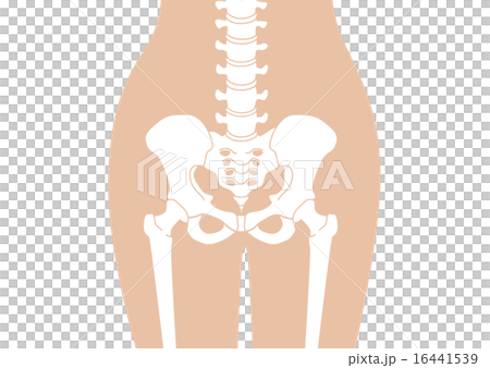 人體骨骼_腰_膚色_沒有解釋 16441539