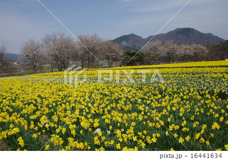 岩井親水公園 のラッパ水仙 16441634