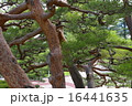 松 16441635
