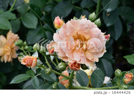 薔薇 16444426