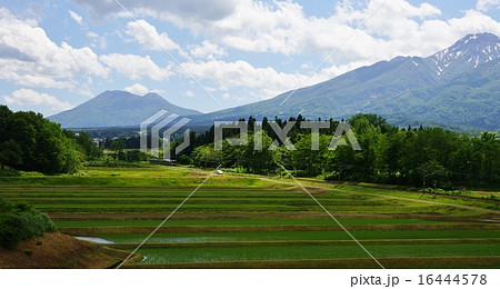 はねうまラインと田植 16444578