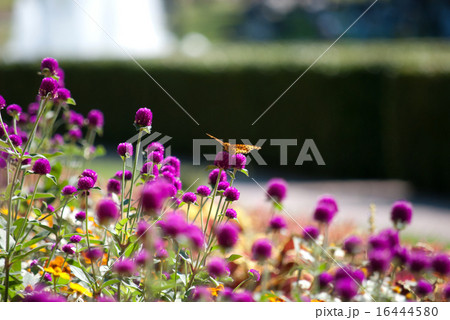 千日草 千日草 16444580