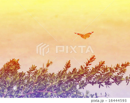 gliding butterfly in bright sky background 16444593