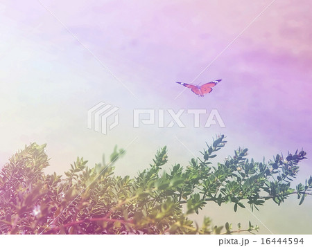 gliding butterfly in bright sky background 16444594