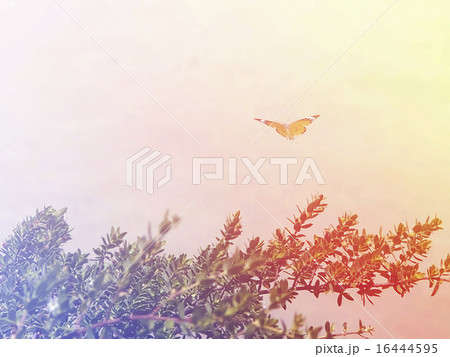 gliding butterfly in bright sky background 16444595