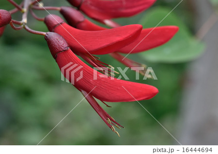 サンゴシトウ 16444694