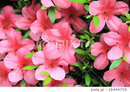 Pelargonium geranium Pelargonium geranium 16444750