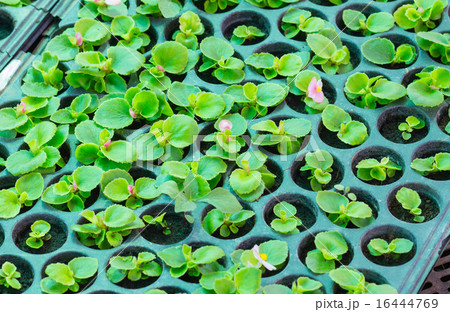 Baby Begonia flowers 16444769