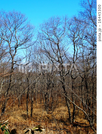 温根内釧路湿原 温根内釧路湿原 16445300