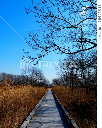 温根内釧路湿原 温根内釧路湿原 16445311