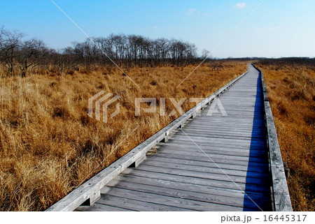 温根内釧路湿原 16445317