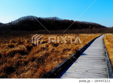 温根内釧路湿原 温根内釧路湿原 16445321