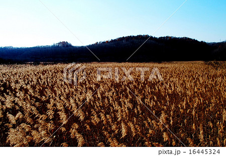 温根内釧路湿原 温根内釧路湿原 16445324