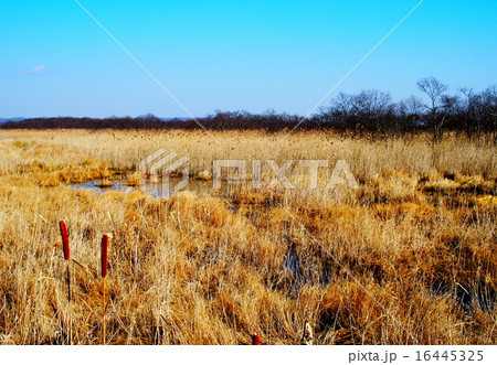 温根内釧路湿原 温根内釧路湿原 16445325