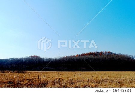 温根内釧路湿原 温根内釧路湿原 16445331