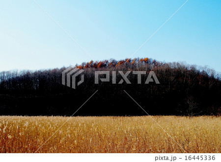 温根内釧路湿原 温根内釧路湿原 16445336