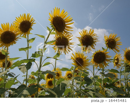 ひまわり 16445481