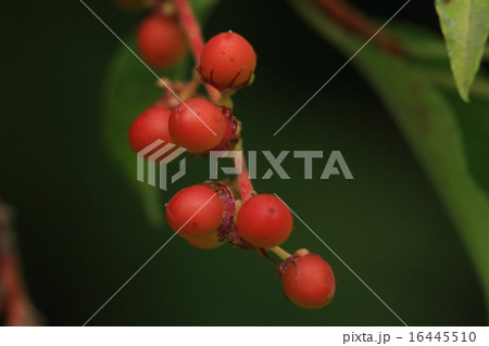 自然 植物 イヌザクラ、花も実も桜のイメージとはちょっと違いますが実が鈴なりになった木は壮観です 自然 植物 イヌザクラ、花も実も桜のイメージとはちょっと違いますが実が鈴なりになった木は壮観です 16445510