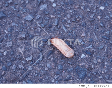 背面歩行するハナムグリの幼虫の写真素材
