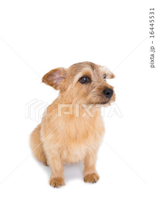 ノーフォークテリア ノーフォークテリア 16445531