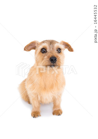 ノーフォークテリア ノーフォークテリア 16445532