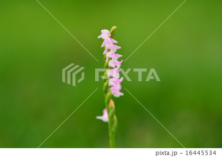 ネジバナ ネジバナ 16445534