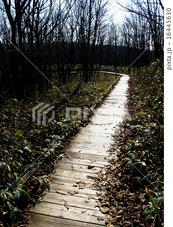 釧路市湿原展望台 16445630