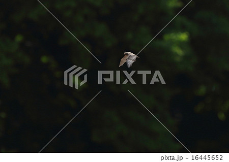 生き物　哺乳類　イエコウモリ、別名アブラコウモリ。林をバックに飛翔中、大きい耳が目立ちます 16445652